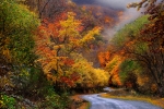 Otoño-Nieblas y Paleta de colores-