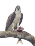 Aguila pescadora con presa en el árbol