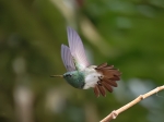 Colibri Amazilia en vuelo