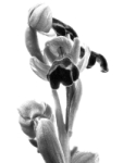 Ophrys lupercalis