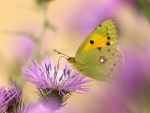 Colias crocea