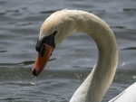 Cisne