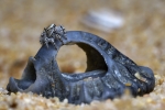 Pseudomogrus, una saltarina de playa