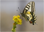 Papilio Machaon