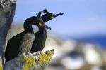 pareja de cormoranes moñudos, isla Hornoya, Noruega