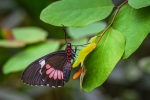 Parides iphidamas