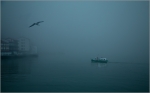 Gaviota