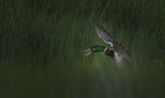 Cogiendo vuelo