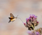 Polilla Colibri