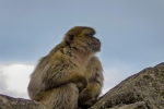 Primate