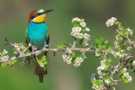 Primavera