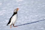 puffin’s thin shade