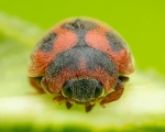 Rodolia Cardinalis 4x