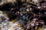 Salmonetes