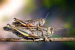 &quot;Saltamontes&quot;