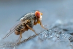 small insect 5 mm