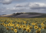 Tiempo de Girasoles