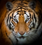 TIGRE AL ACECHO