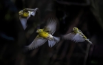 Verdecillos en vuelo