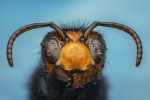 Vespa velutina