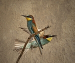 Volando Voy