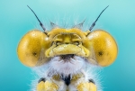 Yellow Damselfly CloseUp
