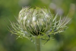 Zanahoria silvestre (Daucus carota)